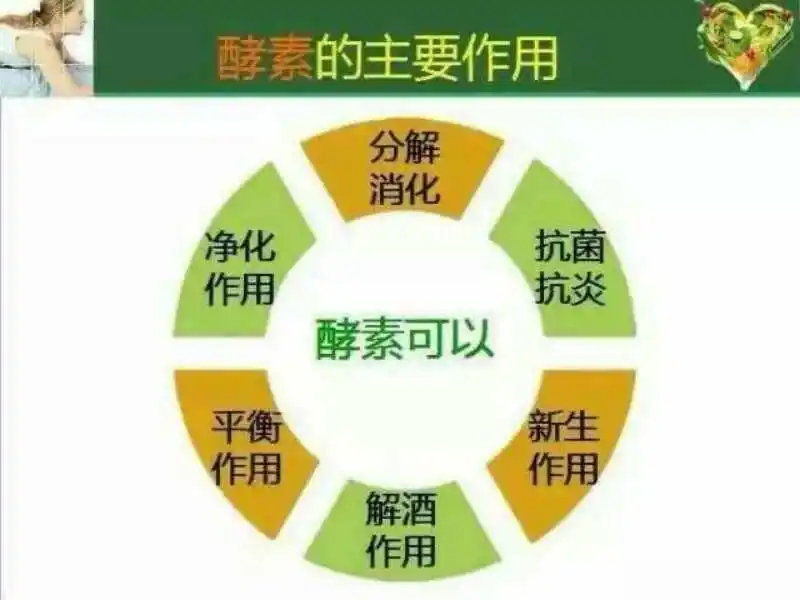 植物酵素对内脏有益吗?